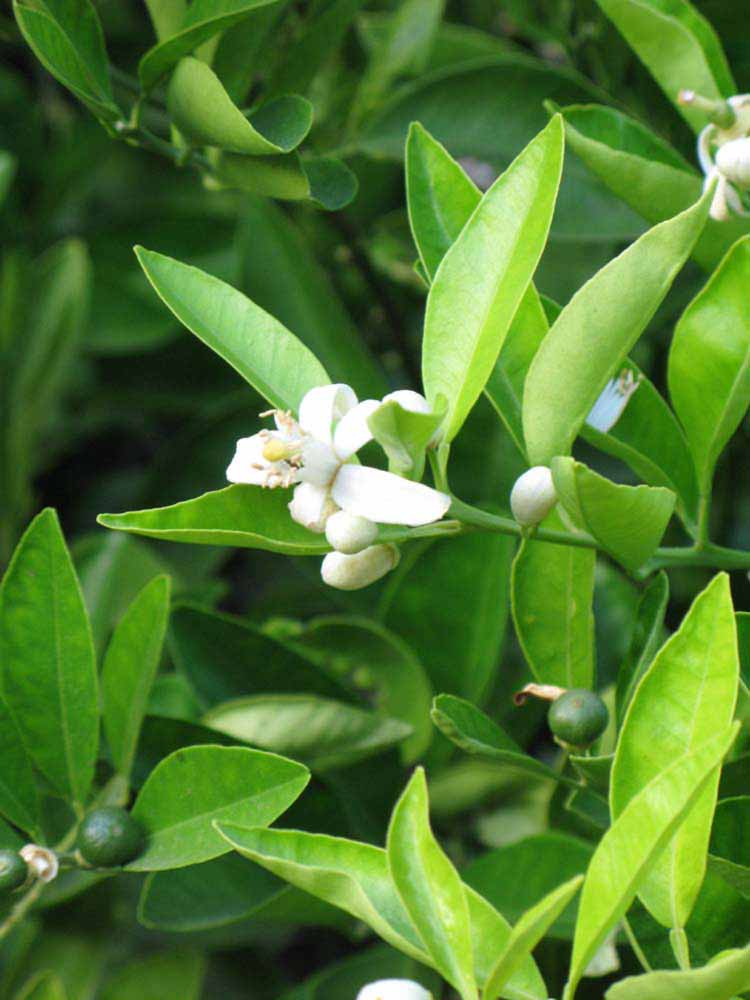              Flower (Riverside, CA)       